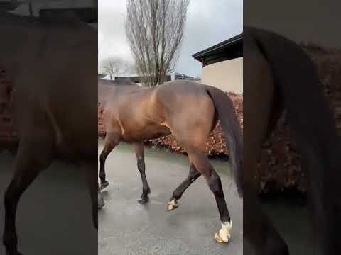 Trot R to L