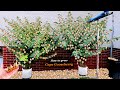 Growing Cape Gooseberry Physalis Peruviana From Seed To Harvest In Containers Step By Step