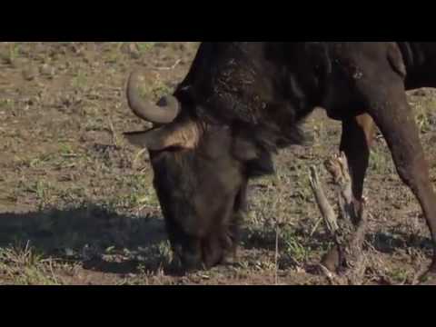 Safari Live Videos Gnorman Gnmorous The Gnu