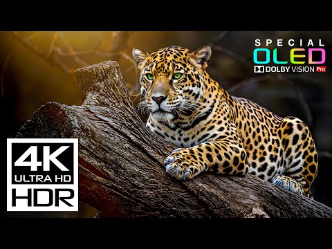 The Best 4K HDR 60fps | Dolby Vision (4K Video)
