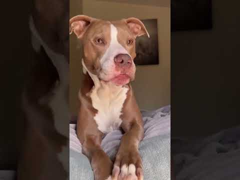 Cane Corsos are Badass and Cute - Tiktok Compilation!