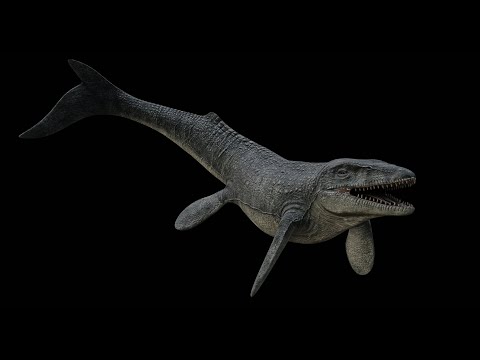 Mosasaurus Prognathodon - 3D rigged model