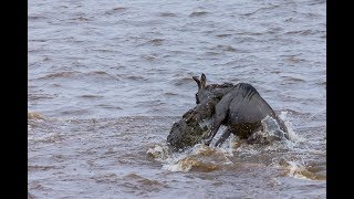 Brutal crocodile kill in the Masai Mara!