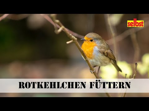 Rotkehlchen füttern – oder nicht?