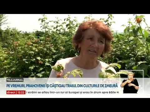Zmeura, aurul roz de către cofetari, este fructul vedetă al localităţii Gornet, din Prahova