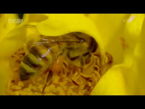 , title : '도시 꿀벌들의 부지런한 하루 [UHD 환경스페셜] | KBS 210826 방송'