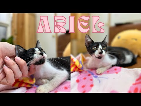 Cat for adoption - Ariel Harmison, a Domestic Short Hair Mix in Friendswood, TX | Petfinder