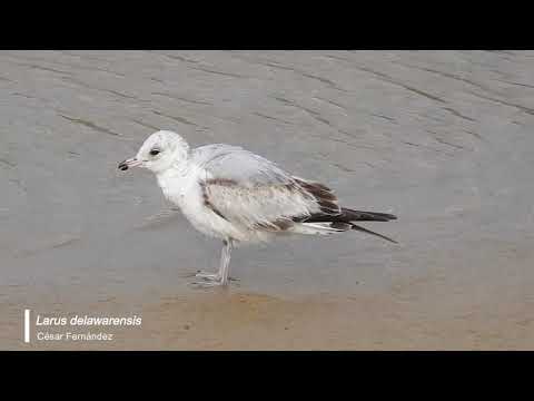 Vídeo de Larus delawarensis. <em>© César Fernández González