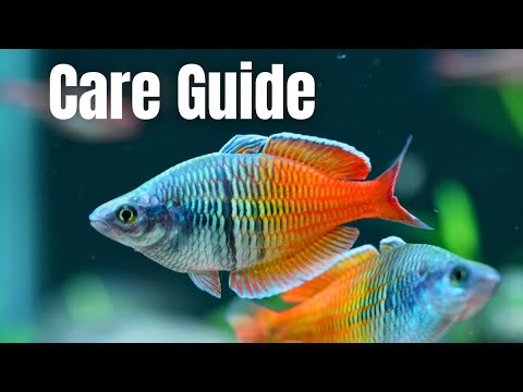 Boesemani Rainbowfish — sprievodca chovom