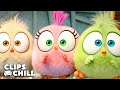 Las Mejores Escenas De Bebé Pájaros De Angry Birds 2 La Película