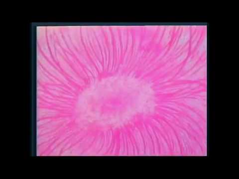 Hilight Tribe Free Tibet Vini Vici Remix & Ukrainian cartoon "My friends, where are you?"