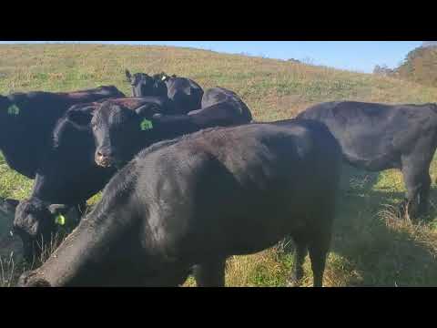 Cattle Range Listing 911C547-301