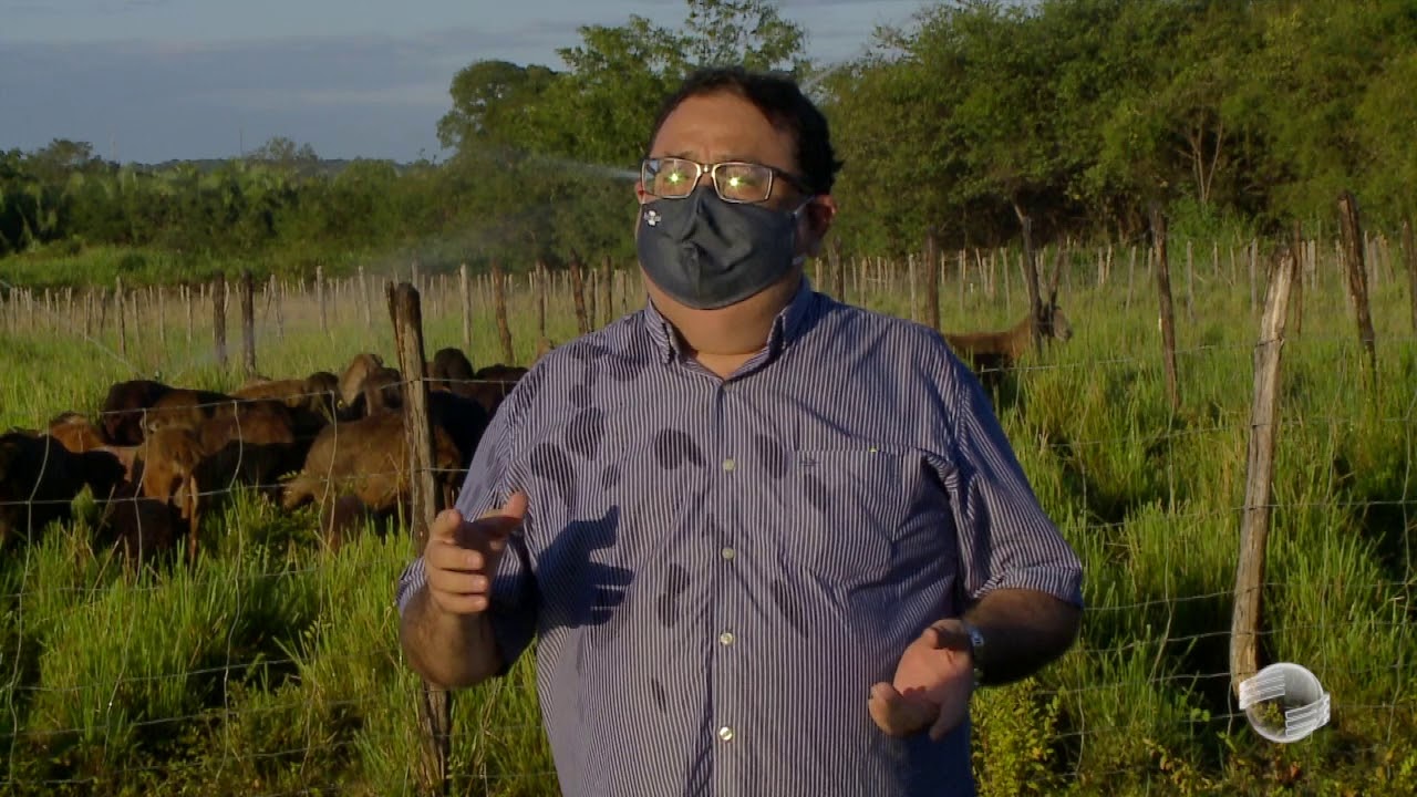 Embrapa desenvolve sistema de produção para ovinos