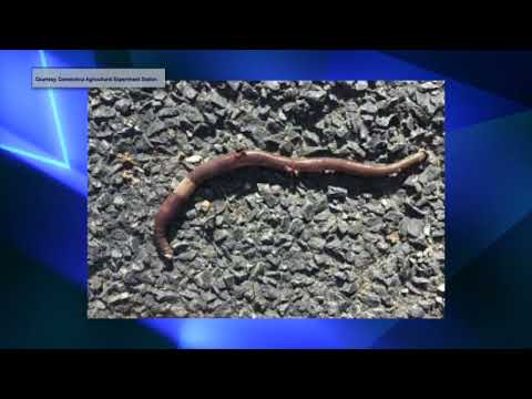 CT Invasive Earthworm