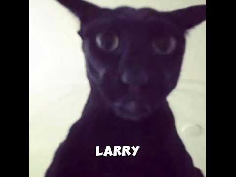 This Is Why EVIL LARRY Is The SCARIEST Cat