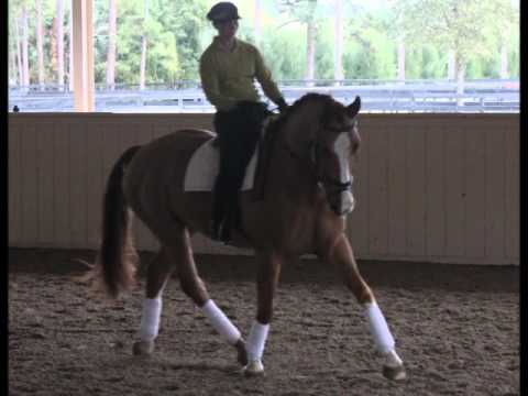 FEI Imp. 9Yr., Hanoverian, PSG, Gelding For Sale.wmv