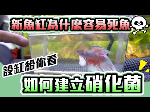 金魚缸換水