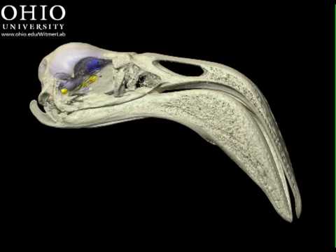 Flamingo skull and brain cast
