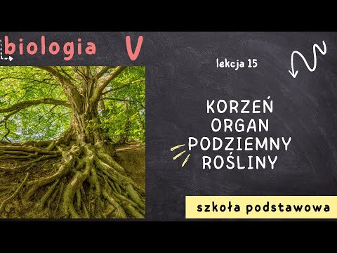 Biologia klasa 5 [Lekcja 15 - Korzeń, organ podziemny rośliny]