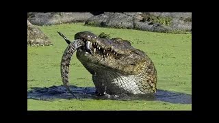 Marissa Nadler - Annabelle Lee