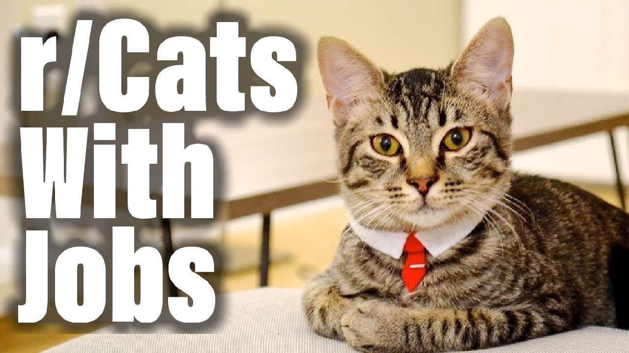 MEOW I AM BOSS MEOW | r/CatsWithJobs