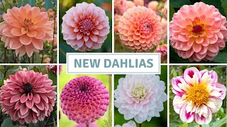 Dahlia Haul, Sowing Bee Balm, Salvia, Blue Grass + Hardy Annuals// Cottoverdi