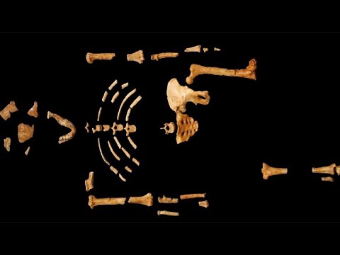 La storia di Lucy:  l'ominide più noto mai ritrovato e vissuto 3,2 milioni di anni fa.