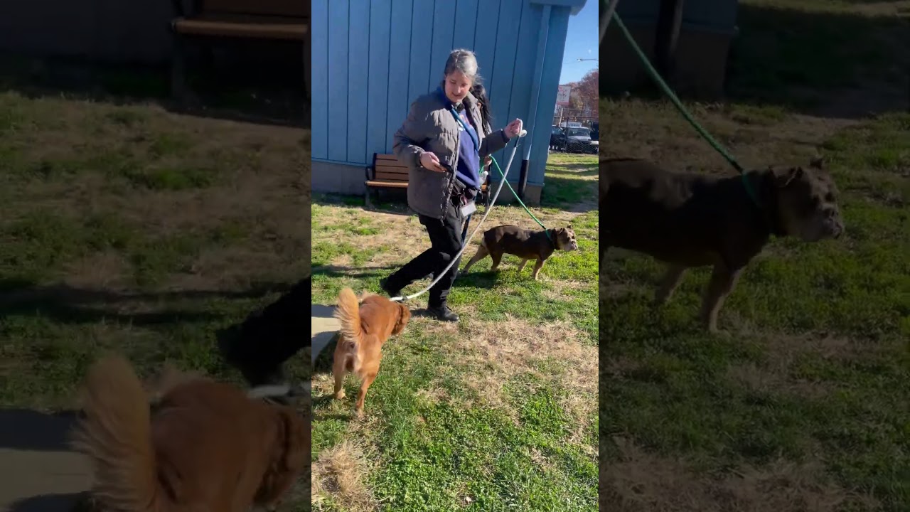 Enlarge Dugan, a Adoptable mixed breed in Flintstone, MD video 6/6