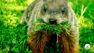 How to Keep Groundhogs Out of Your Garden