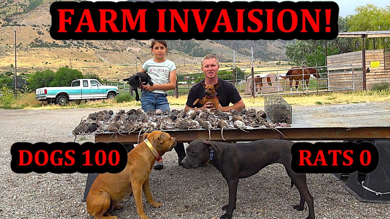 100 RAT Invasion: Dogs Track Down 100 Rats Hidden Across a Farm.