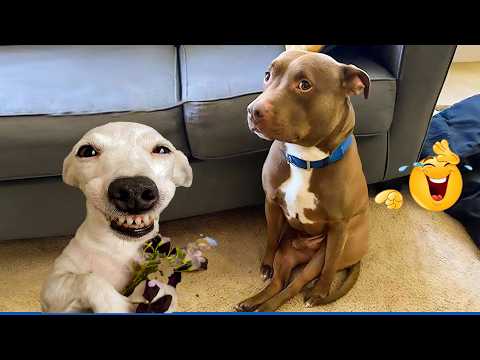You Can’t Stop Laughing At These Dogs 🤣 | Try Not To Laugh!