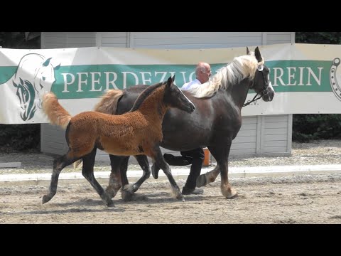 55. Rosalie - Schwarzwälder Kaltblut Stutfohlen  - Goldfohlen - Fohlenschau Pfullendorf 2021