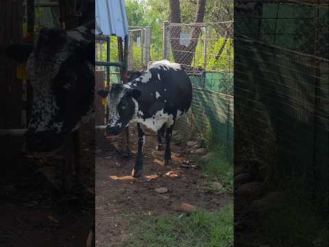 Homestead Blessings: Our Beautiful Mini Herd Thrives