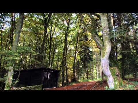 Een herfstwandeling in de Eifelse bossen.avi