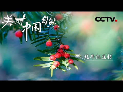 紅豆杉