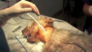 Oesophageal Feeding Tube Placement In A Dog at Southpaws Specialist Veterinary Hospital, Melbourne