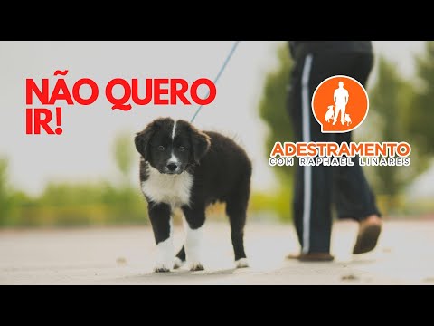Dicas para um passeio perfeito com seu cão