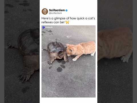 Here's a glimpse of how quick a cat's🐈😺 reflexes can be !!