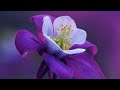 Good Morning Subah Mogra Flower Video