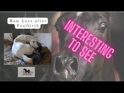 Araber Stute die ersten Momente nach dem Abfohlen