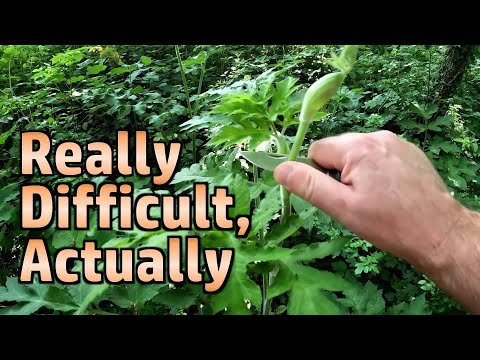 If You Know Foraging, How Difficult Is It To Live off the Land?