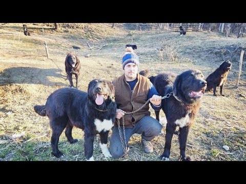 LINIA MEA DE CÂINI CIOBĂNEȘTI  CORBI!