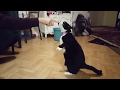 Hungry Tuxedo Cat Stands Up For Food