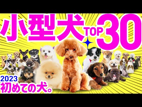 18種類の小型犬