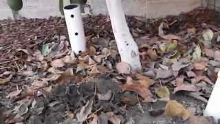 Avocado Tree Growing Composting an Fertilization