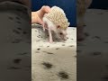 ハリネズミ（国産ベビー：シナモン♀）超懐っこいです♪のYouTubeサムネイル画像