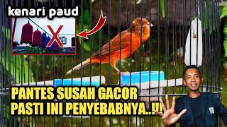Download lagu 5 MISTAKES IN CARE OF PAUD CANARI AND THEIR SOLUTIONS TO MAKE THEM SOUND QUICKLY mp3