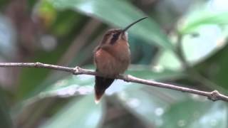 preview picture of video 'Lago Yajoa - Little Hermit Hummingbird - 1'