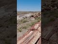 Crystal Forest Hike - Petrified Forest National Park, AZ