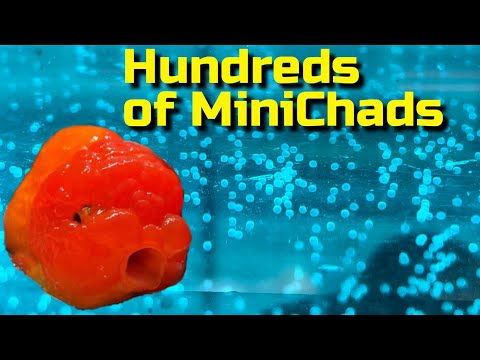 GigaChad fathers HUNDREDS OF BABIES - Goldfish Breeding Guide